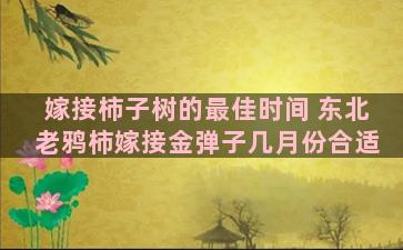 嫁接柿子树的最佳时间 东北老鸦柿嫁接金弹子几月份合适